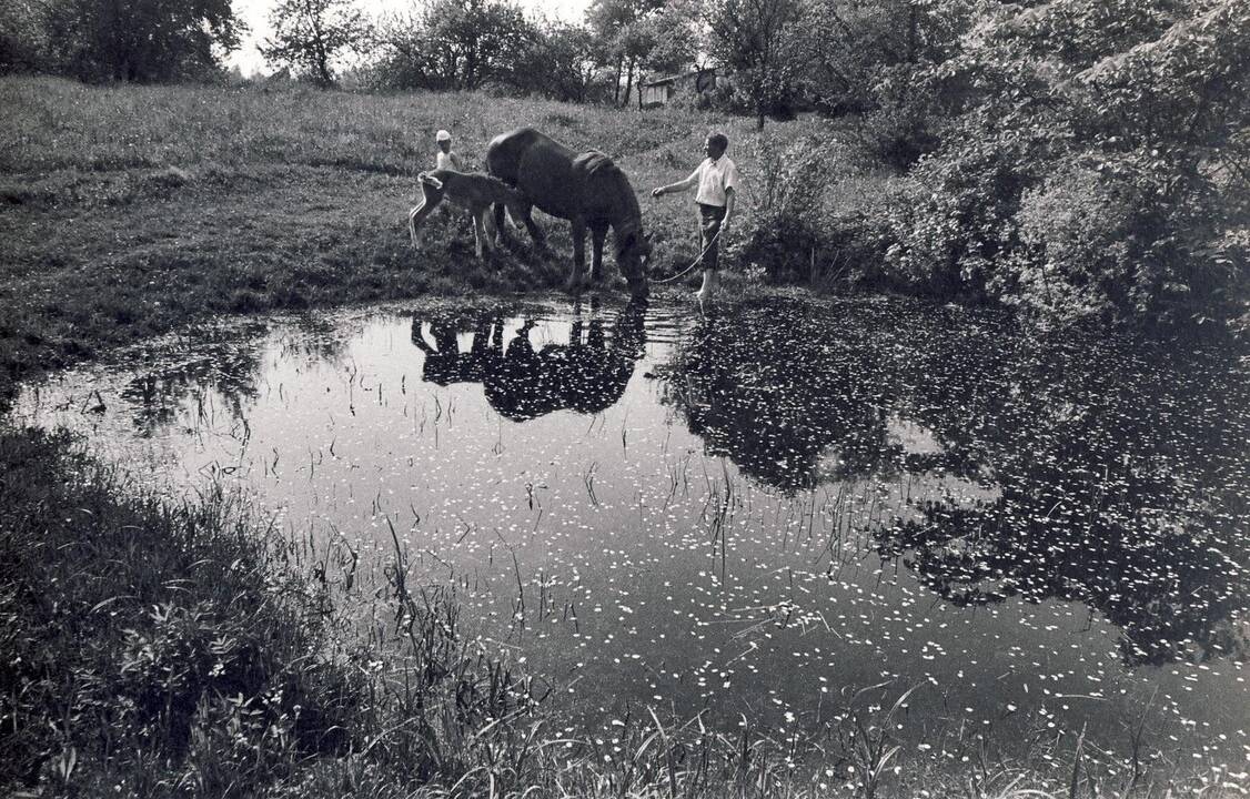 Iš ciklo „Žydėjimas“ (1974 – 1984)