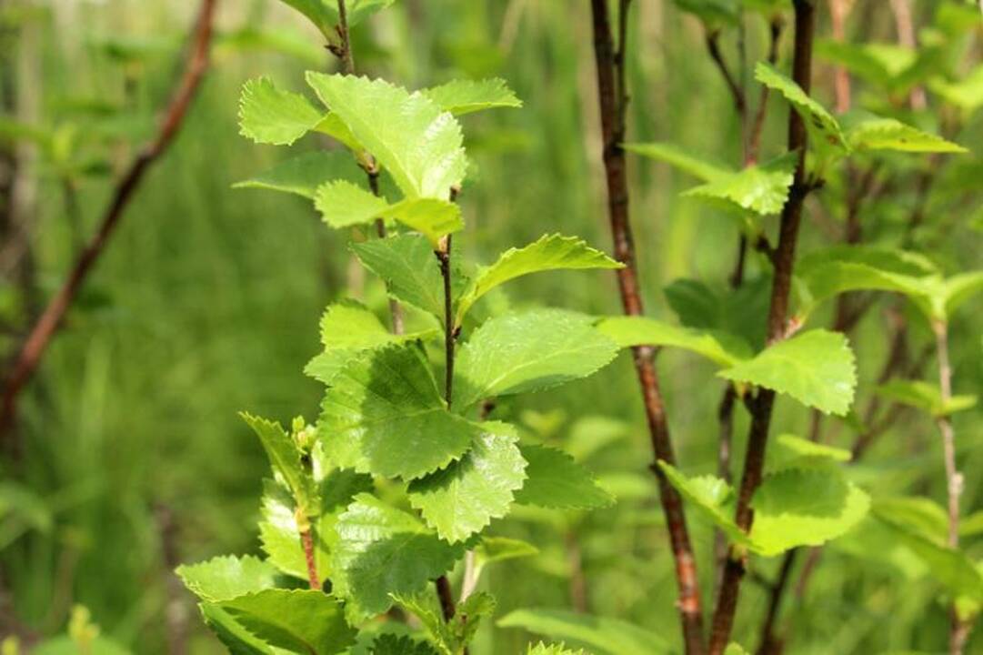 Krekenavos regioniniame parke aptikta retų augalų