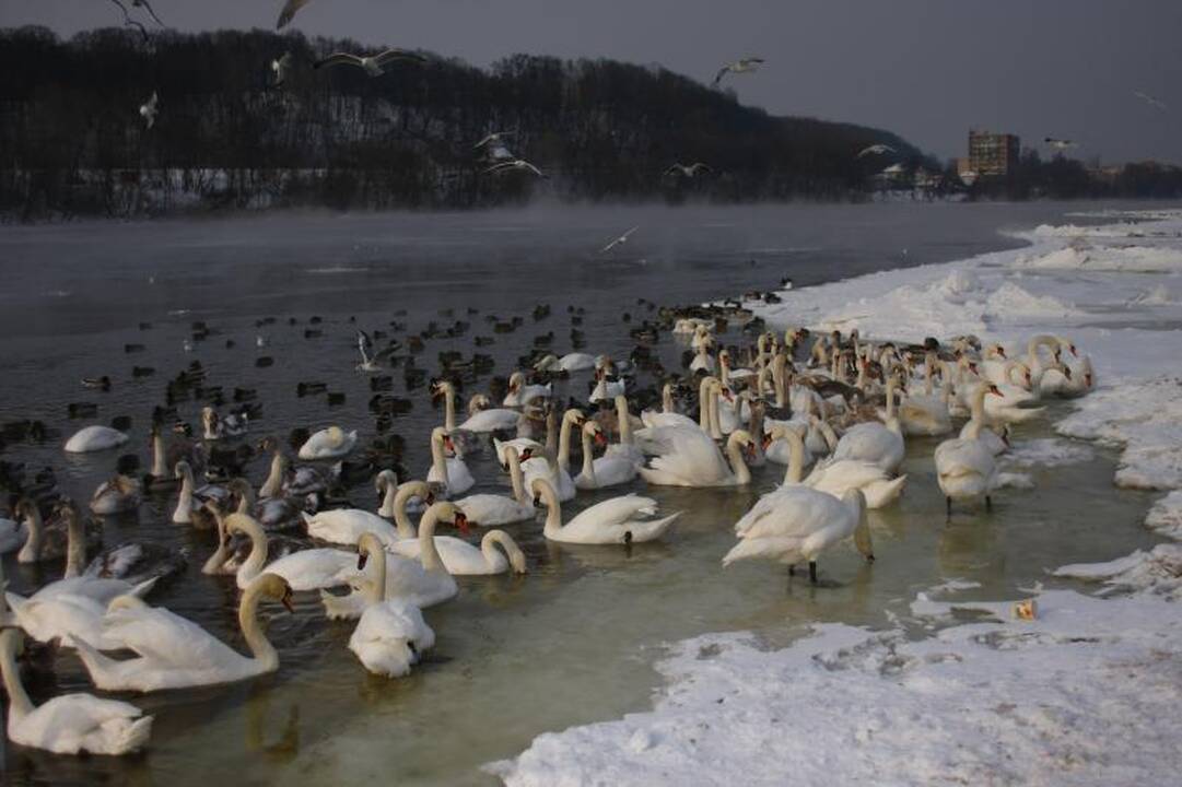 Didžiausioje Lietuvoje lesykloje sulesinama apie 100 kg lesalo kasdien