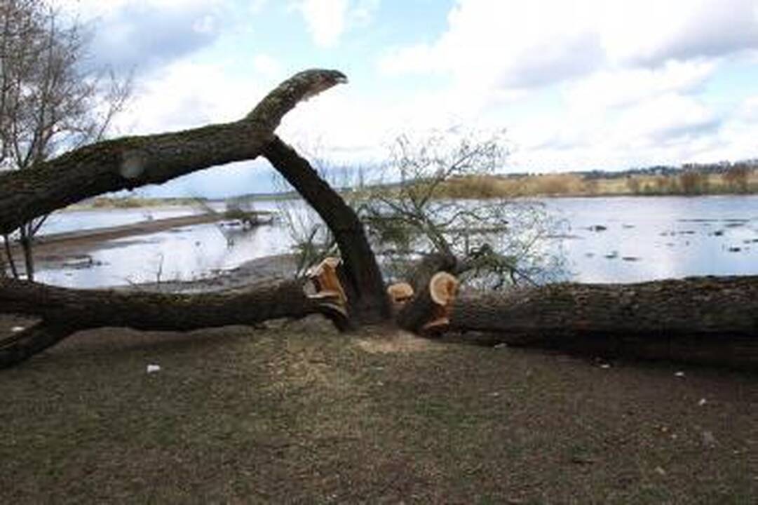Santakos parke kažkas nupjovė septynis medžius 