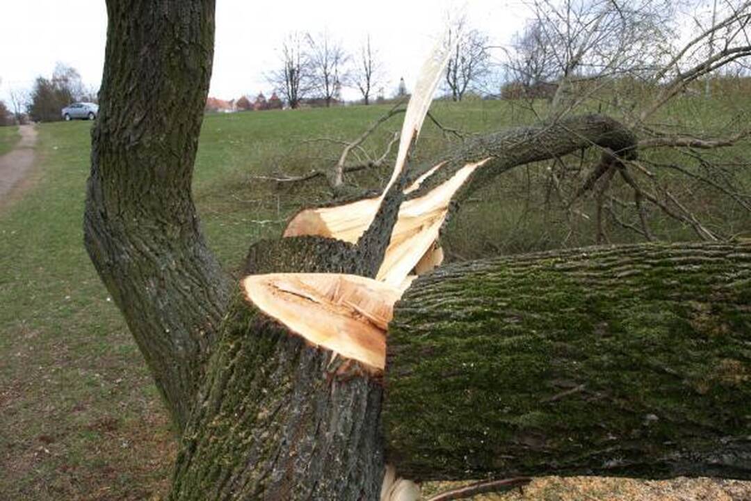 Žala gamtai Mingėje gali viršyti 100 tūkst. litų