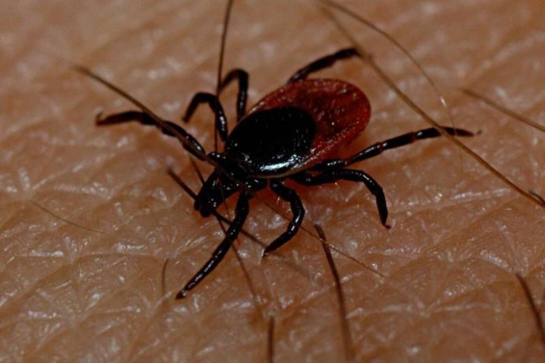 Vilniuje didžiausias erkių pavojus  – Vingio parke ir Bukčių miške
