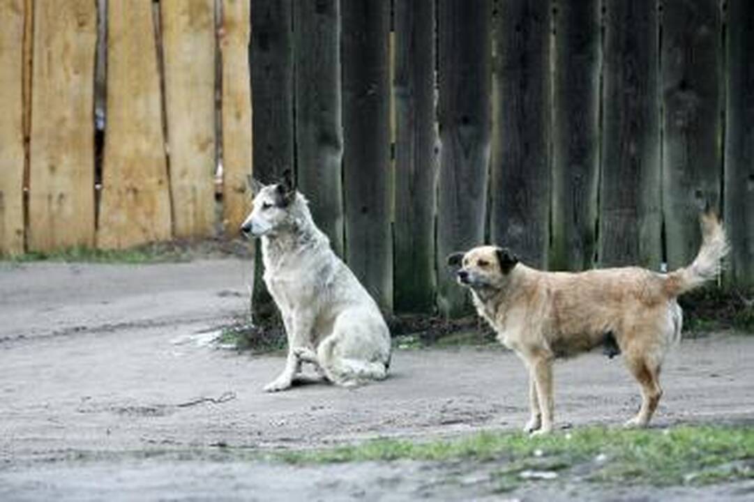 Koncertas Vilniuje skiriamas palengvinti beglobių gyvūnų daliai