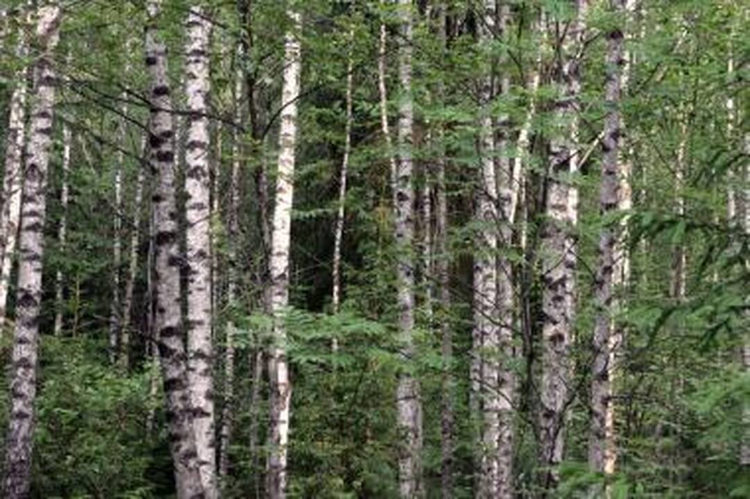 Beržų pumpurai dezinfekuoja odą ir gydo kvėpavimo takų ligas
