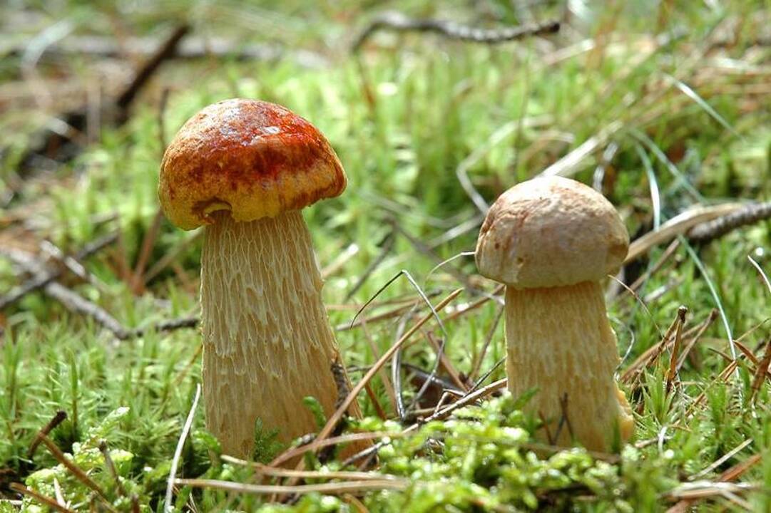 Kėdainietė galėjo mirti apsinuodijusi grybais