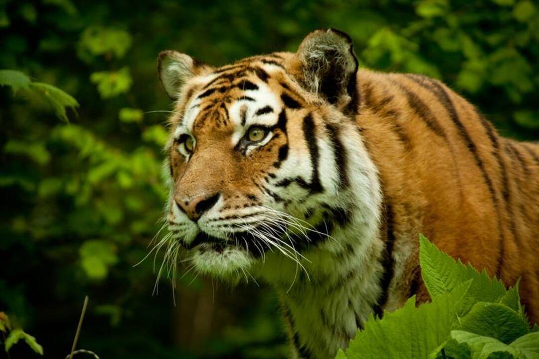 Zoologijos sodą legalizuoti trukdo popierizmas