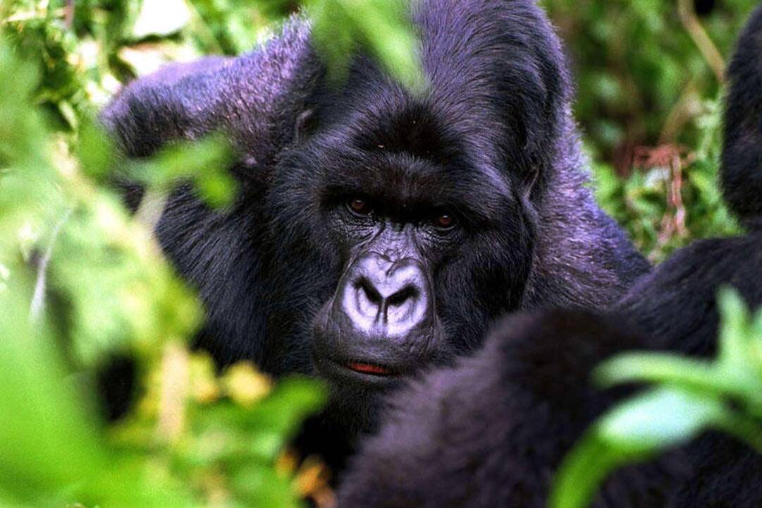 Zoologijos sode žaisdama netyčia pasikorė gorila