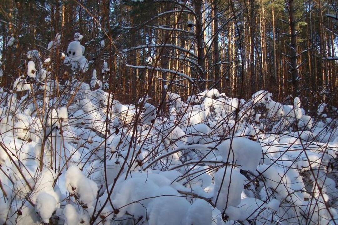 800 tūkst. sodinukų laukia šiltos dirvos
