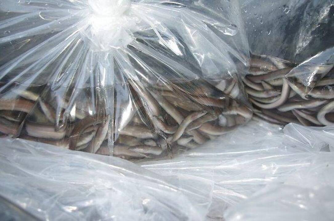 Į Lietuvos ežerus suleista dar beveik 6 tūkst. ungurių jauniklių  