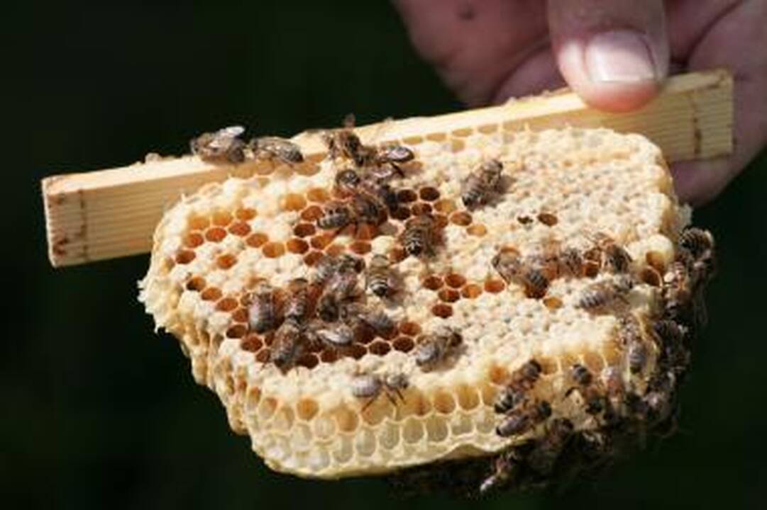 Dėl ilgapirščių kaltės žuvo dvi bičių šeimos