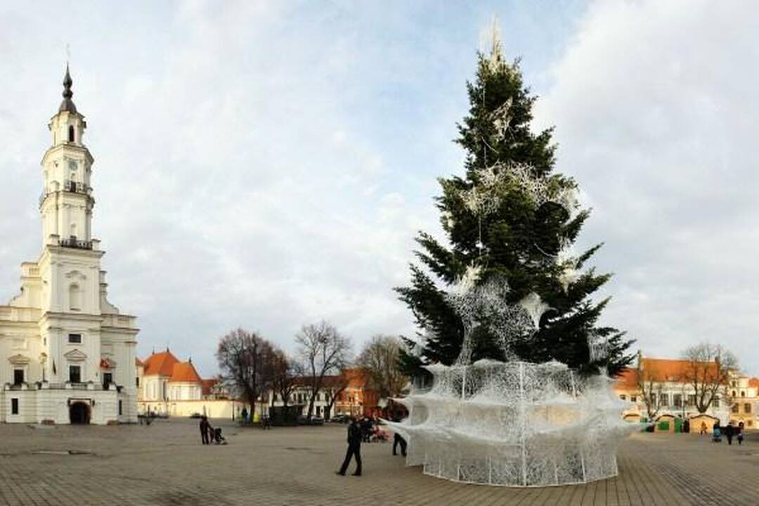 Tebeieškoma eglutė Kauno rotušės aikštei