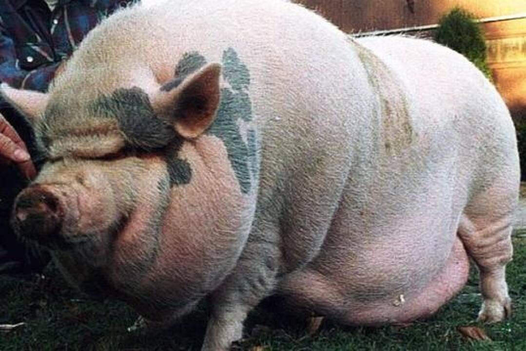 Amerikoje ūkininką suėdė jo paties kiaulės