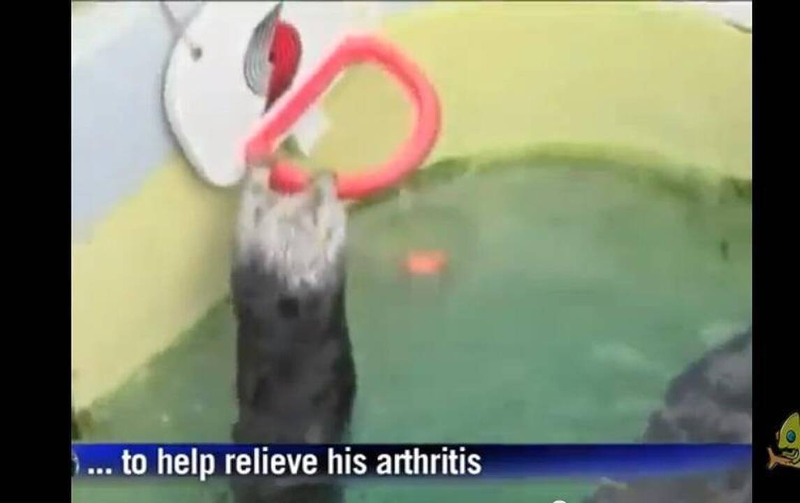 Neįtikėtina! Ūdrų patinėlis žaidžia krepšinį