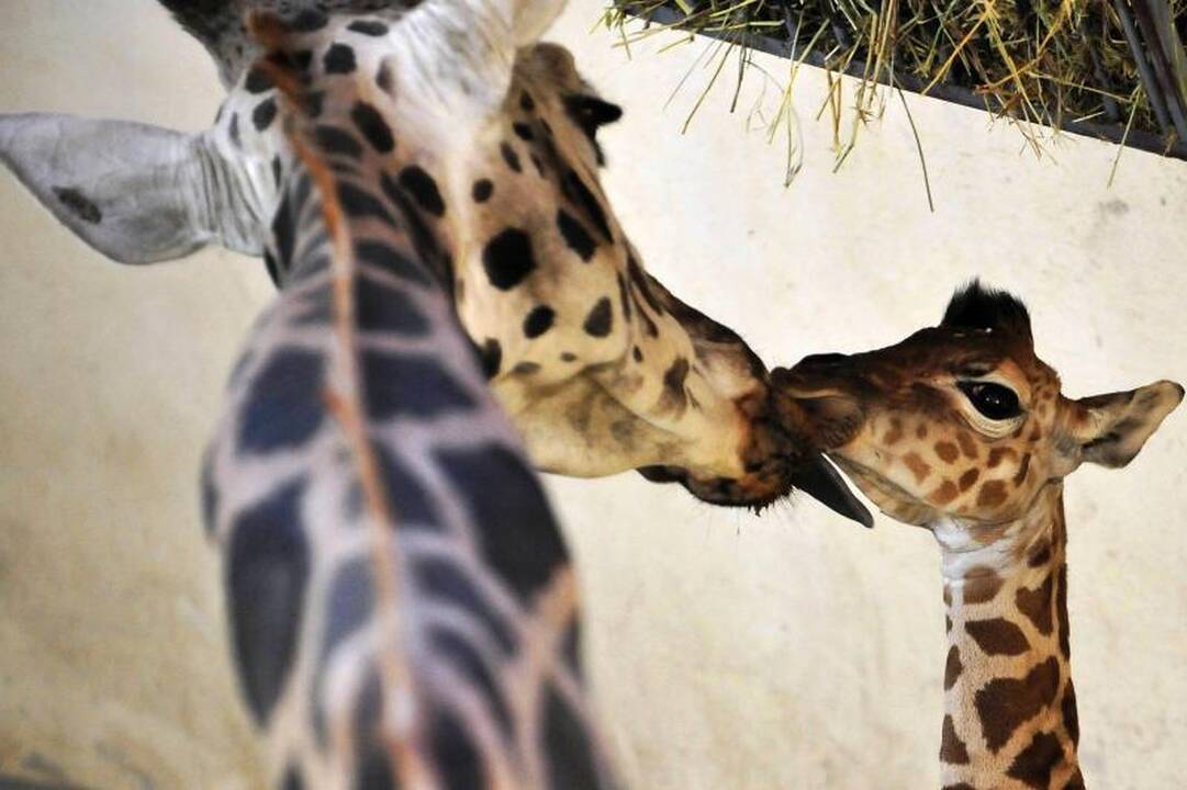 Budapešto zoologijos sodas džiaugiasi savaitės amžiaus žirafa