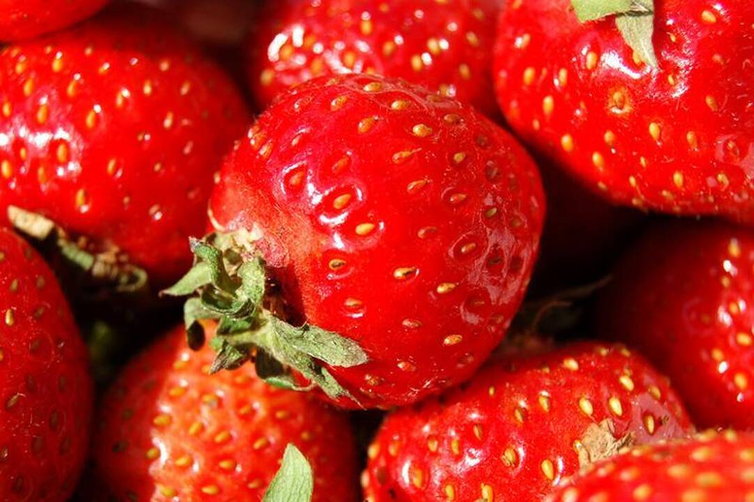 Už lietuviškų braškių kilogramą – 26 litai