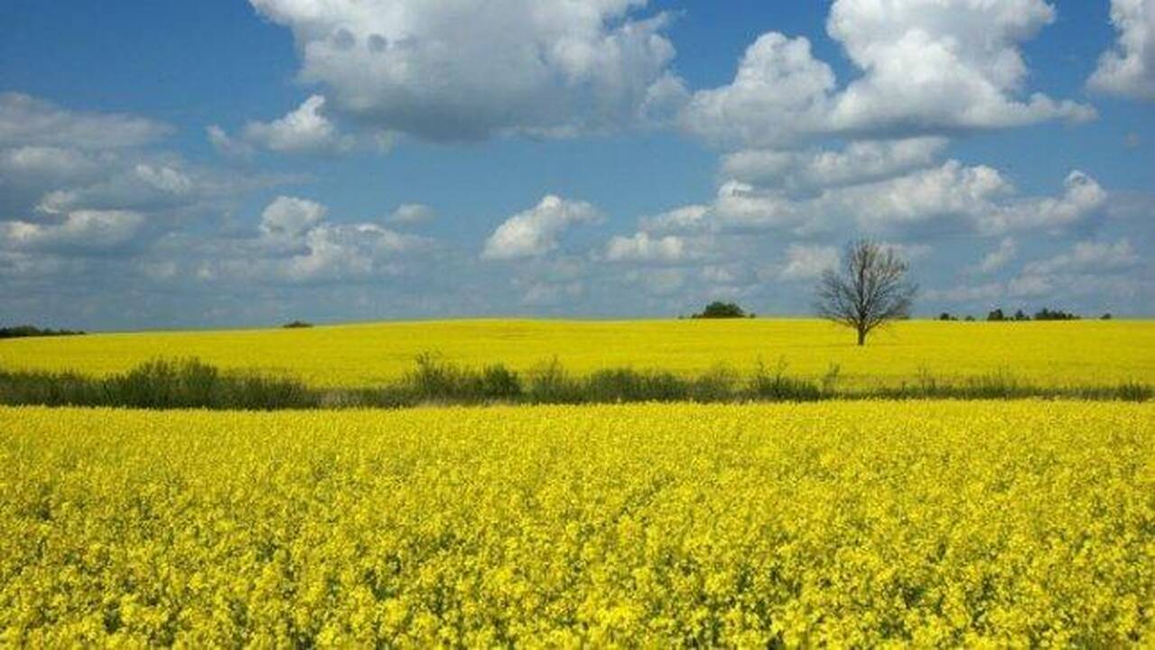 Lietuvos ūkininkai skaičiuoja iššalusių rapsų nuostolius