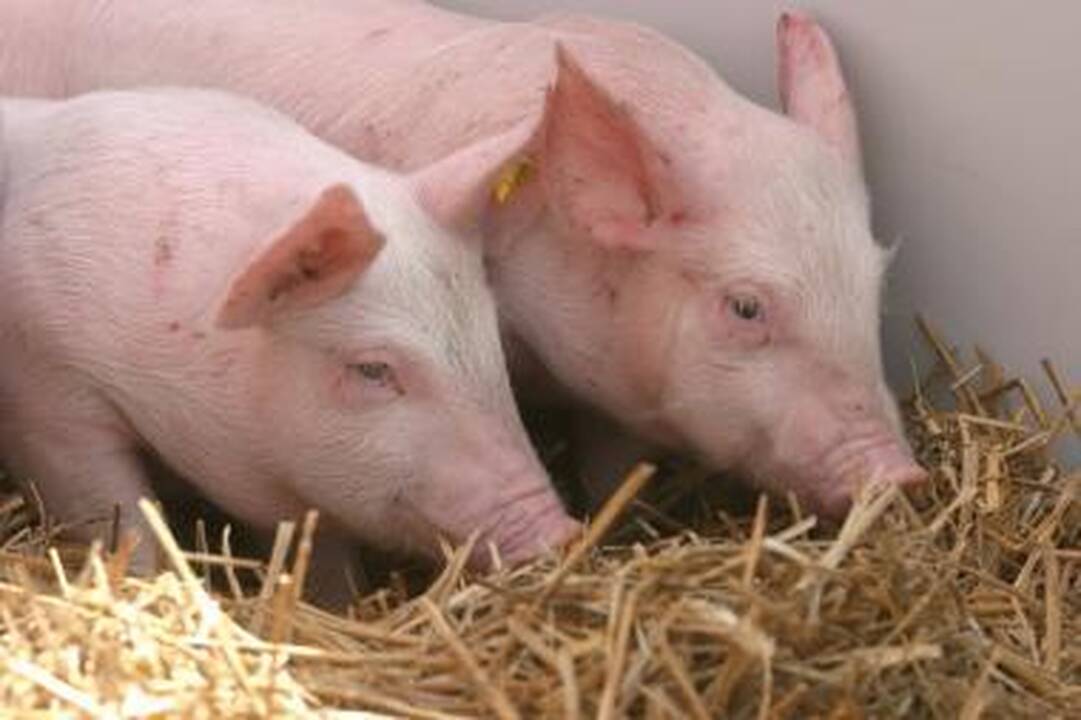 Į Lietuvą atėję šalčiai pristabdė lietuviškų kiaulių eksportą 