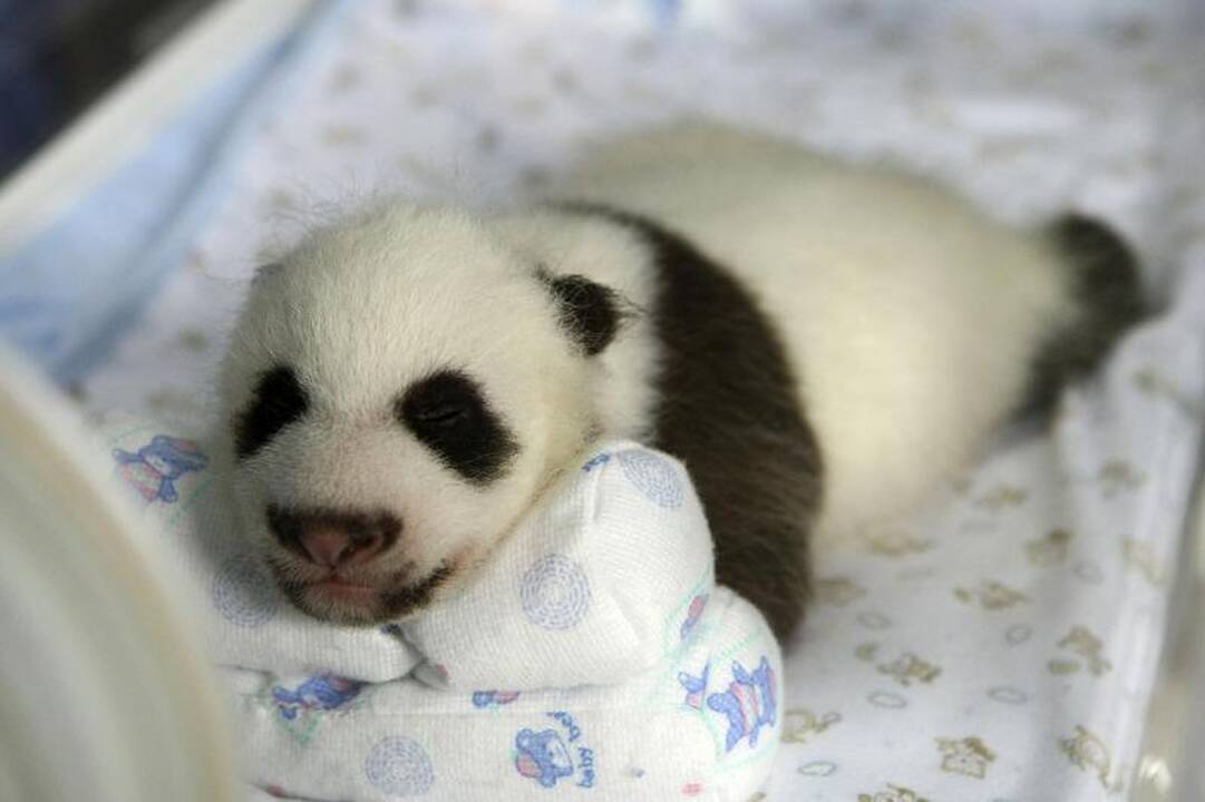 Nugaišo Tokijo zoologijos sode gimęs didžiosios pandos jauniklis
