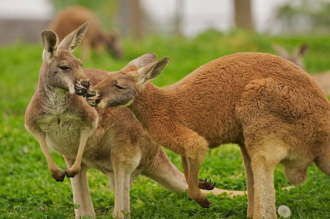 Kengūrai iš zoologijos parko pasprukti padėjo lapė ir šernas