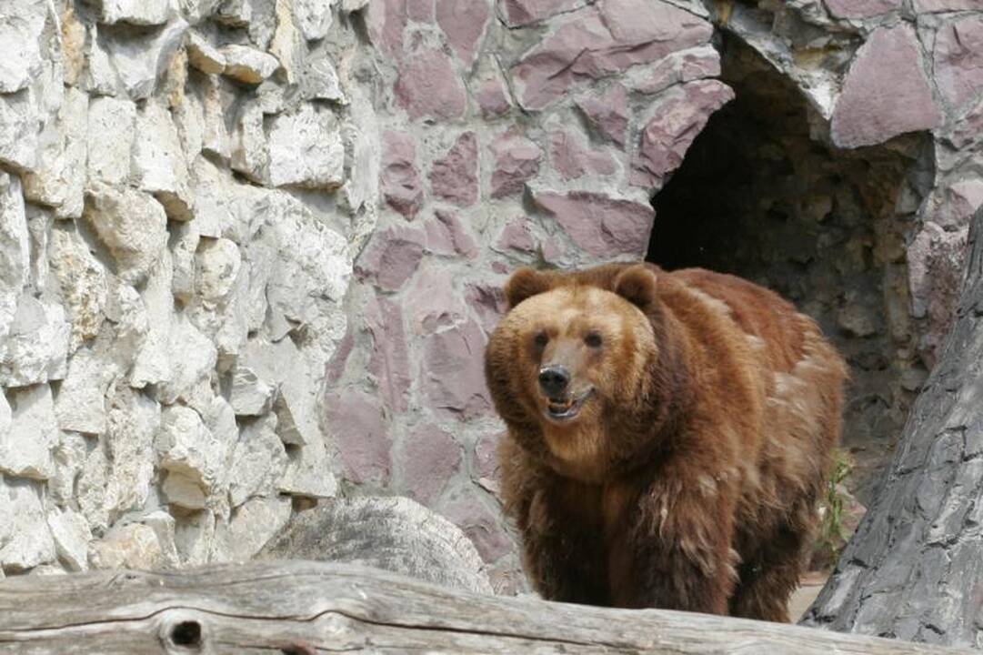 Ukrainoje ketinama paimti iš restoranų lokius, nes juos verčia gerti degtinę