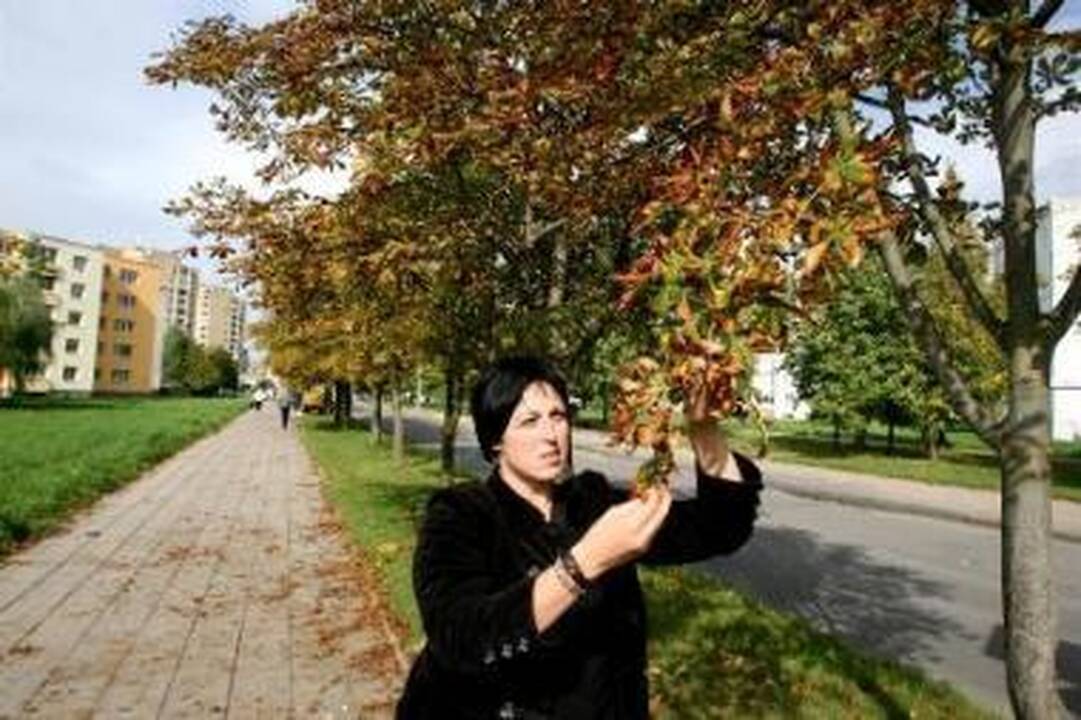 Panevėžys liks be kaštonų?