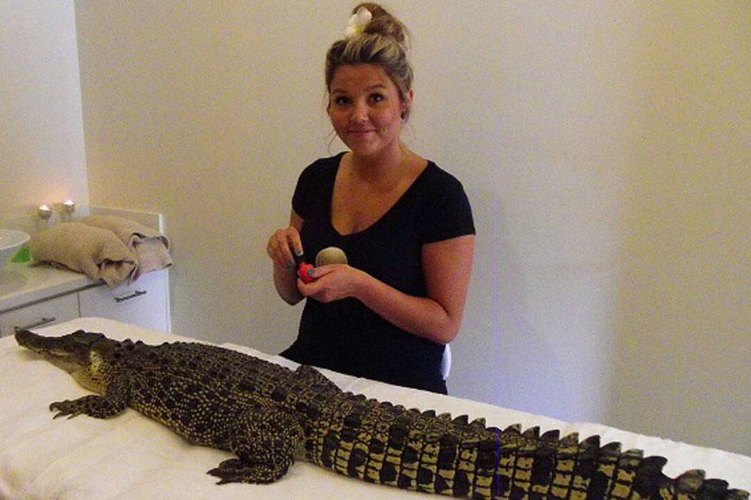 Procedūros krokodilui: bikinio depiliacija ir pedikiūras (foto)
