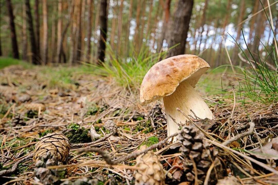 Grybų daugiausia - pietryčių Lietuvoje, mažiausiai - aplink Anykščius ir Biržus