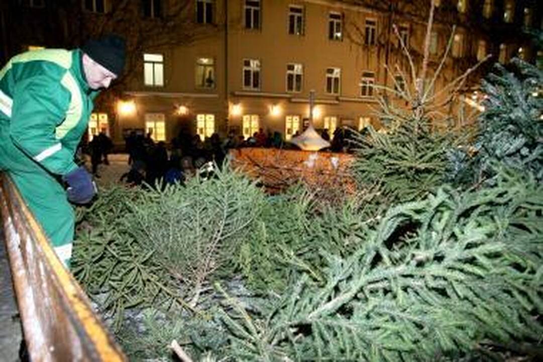 Akcija už miško išsaugojimą - penktadienį nemokamai dalijamos eglių šakos