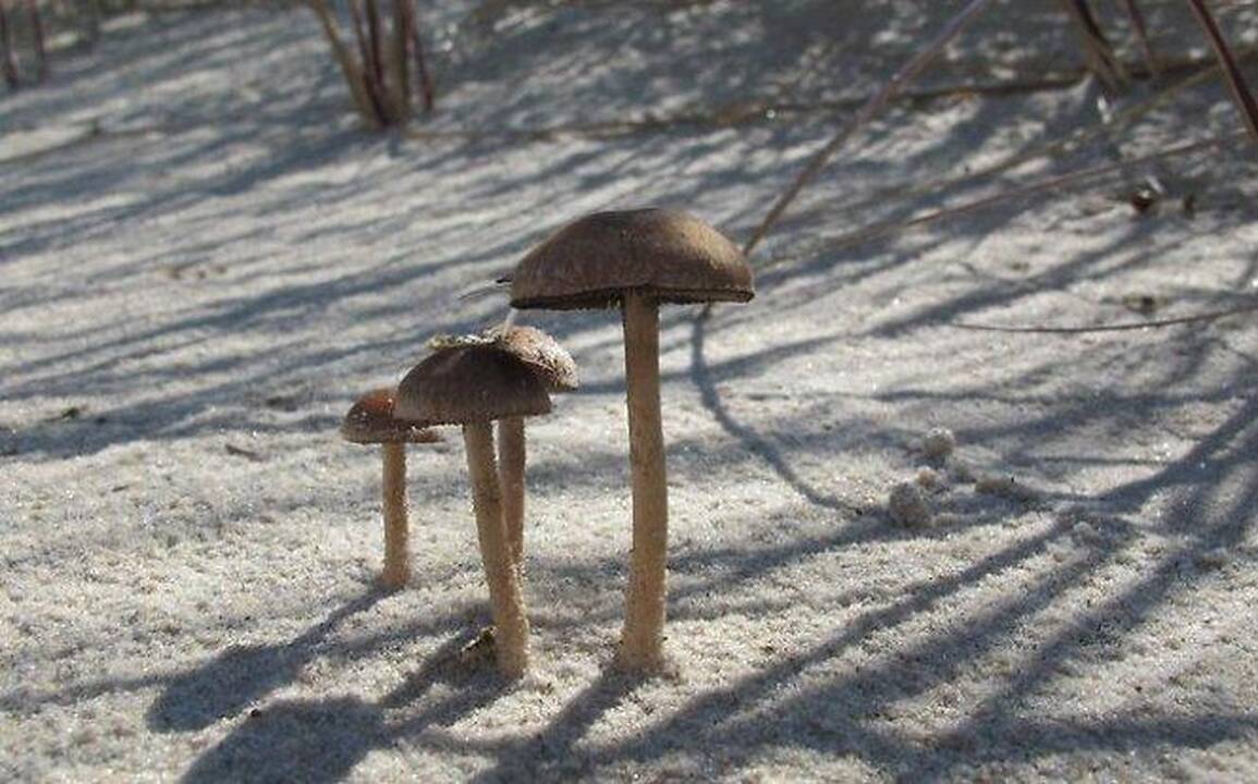 Lietuvos pajūrio smėlyje - grybų kepurės