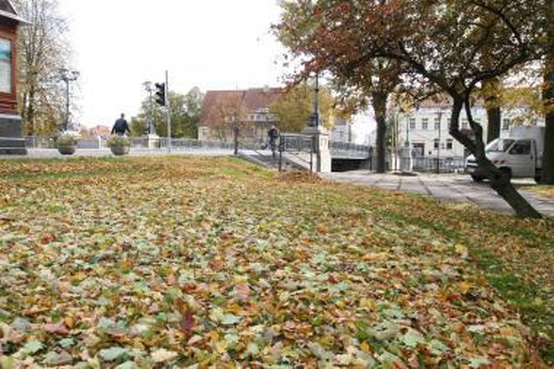 Kiemsargiai turės sušluoti po dvi tonas lapų