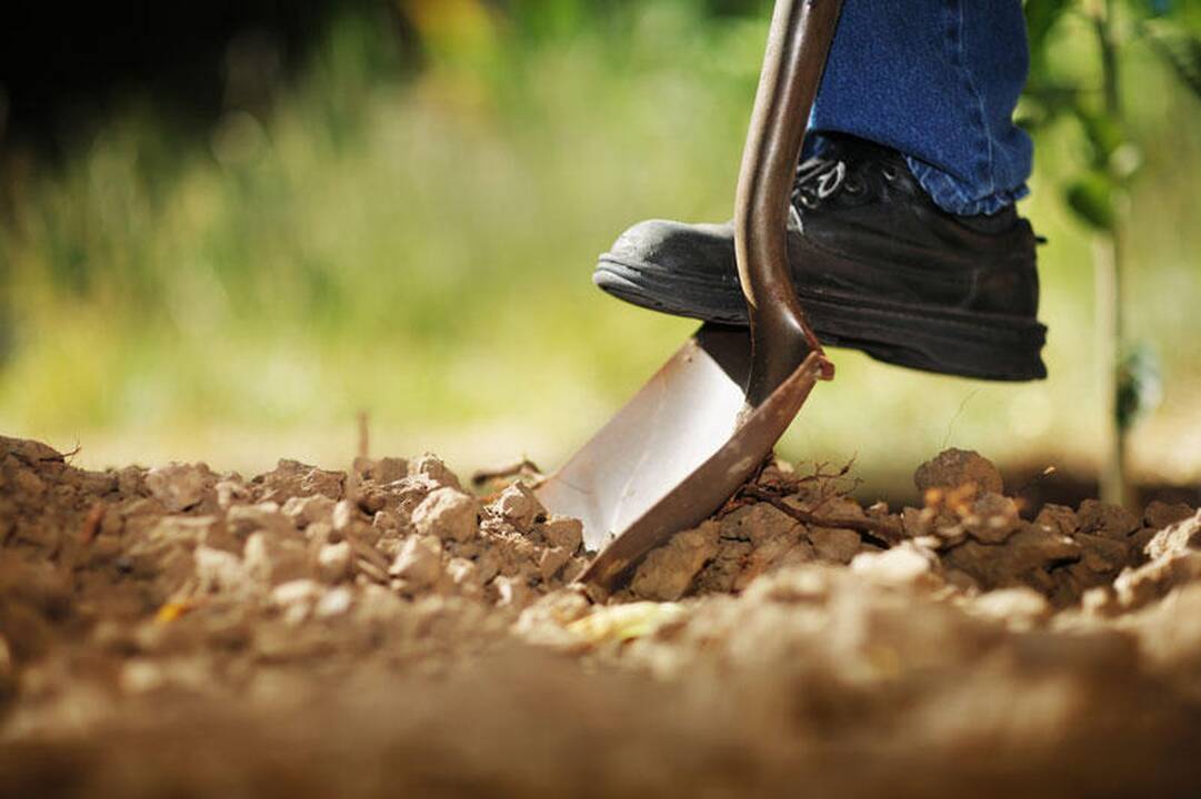 Archeologinių vertybių kasinėjimas ir pardavimas atsirūgo teismu