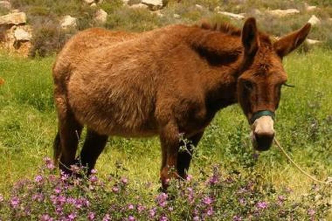 Anglijoje asilė apdovanota už avino išgelbėjimą