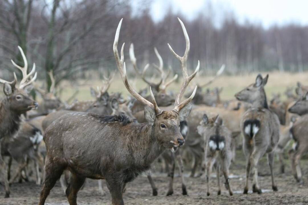 Seimūnai narplioja verslininko Antano Boso elnyno teisėtumą