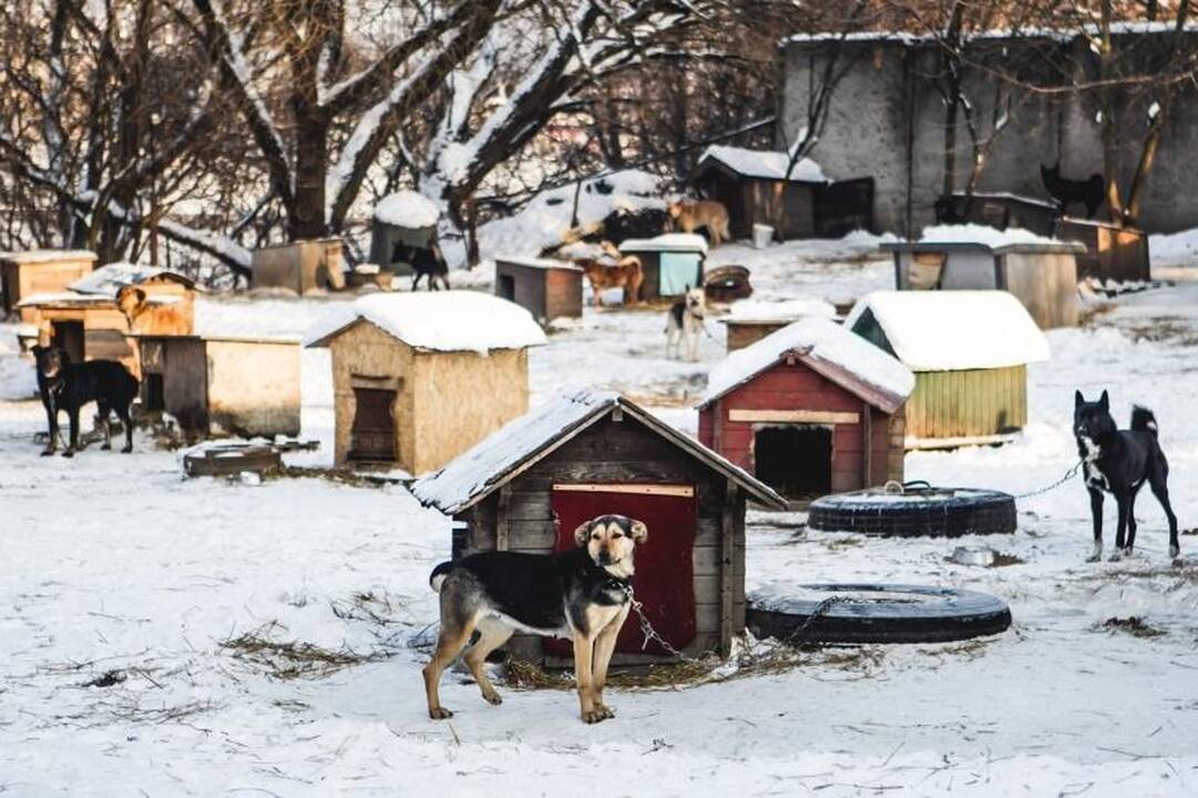 Gyvūnų prieglaudose – būriai šilumos išsiilgusių benamių