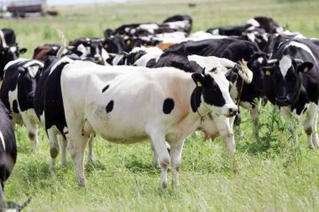 Aukso medalis gilių kavai ir karvei Lapei