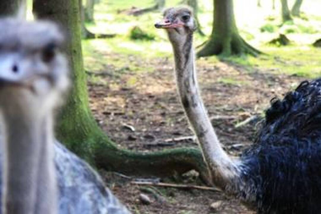Sunkmetis beveik sunaikino stručių verslą 