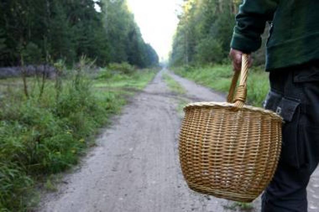 Pievagrybių augintojai sunkmetį jau išgyveno