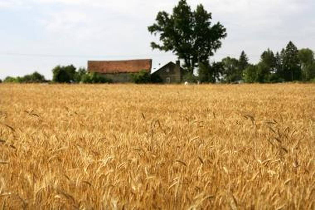 Sumažėjo ir javų derlius, ir kaina