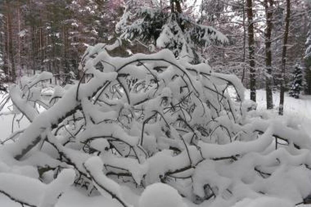 Gismeteo.ru: ketvirtadienį Vilnių užklups pūga