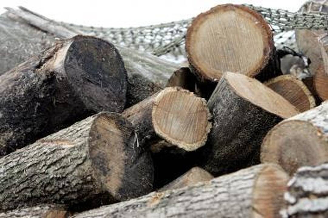 Be leidimo iškirto 15 medžių 