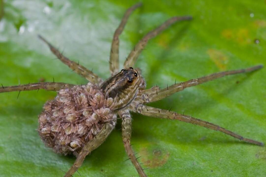 Keisčiausias voras pasaulyje išnešioja palikuonis pilve