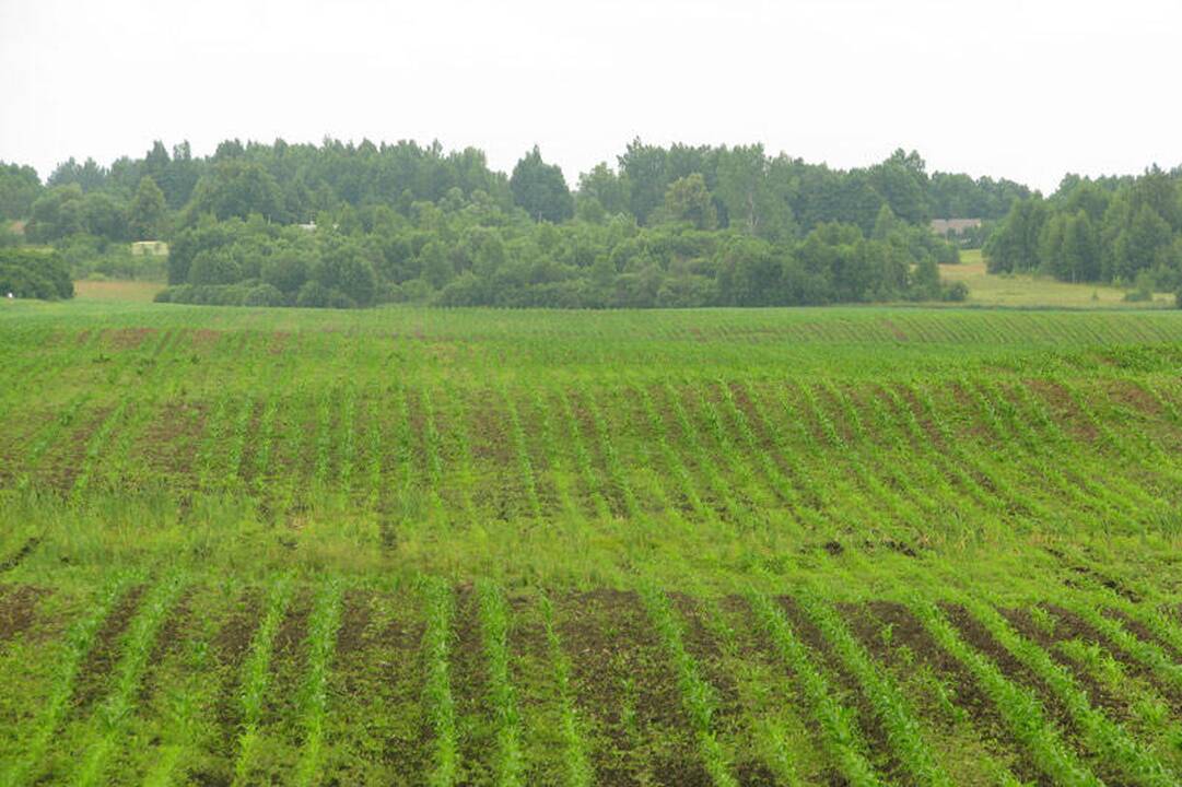 Vyriausybė kovos su spekuliuojančiais žeme