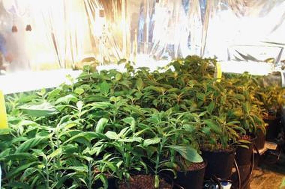 Bandymas įvežti 30 kilogramų hašišo baigėsi nesėkmingai