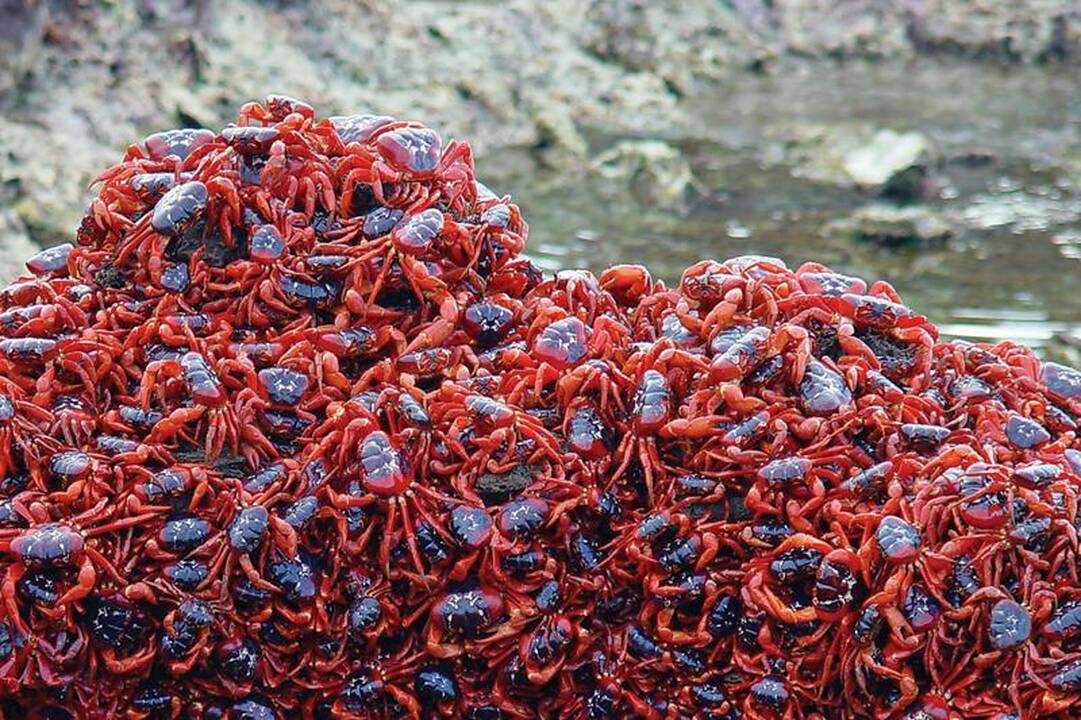 Kalėdų salą užplūsta kasmetinė krabų migracijos lavina