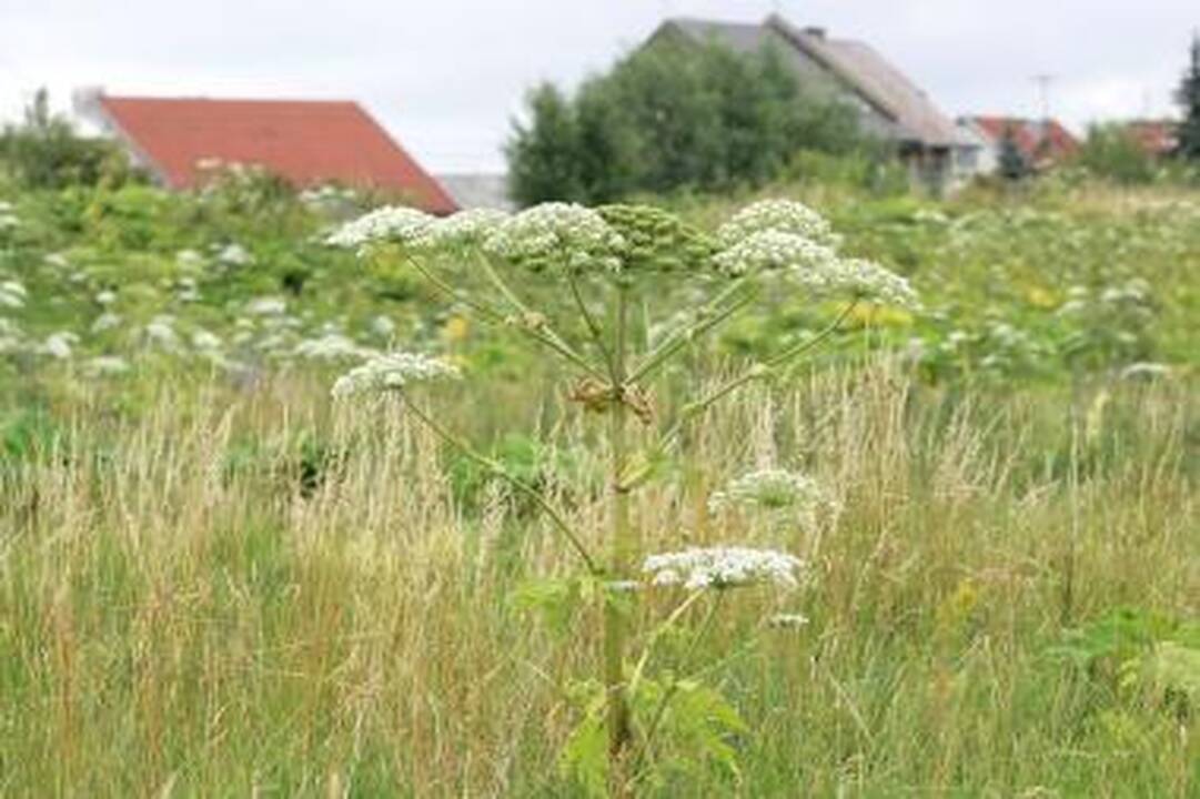 Piketuotojai Šiaulių savivaldybę puošė Sosnovskio barščiais 