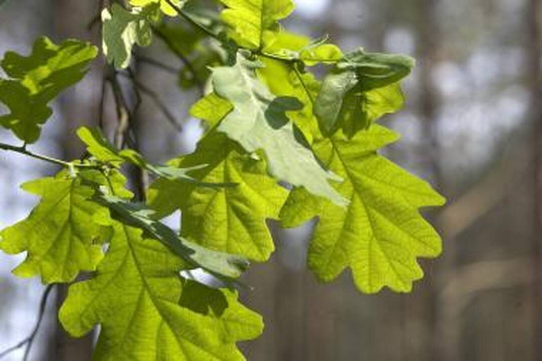 Vilniuje pasodintas Tautų vienybės parkas