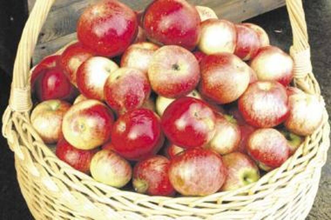 Už lietuviškus obuolius teks mokėti daugiau