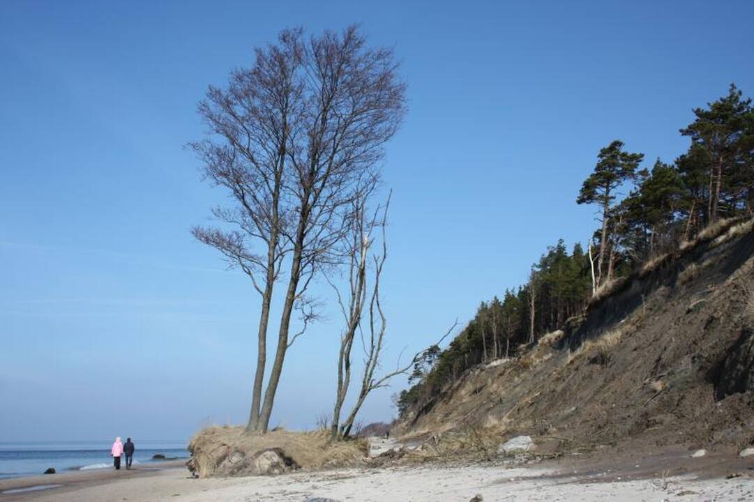 Vaikščioti pajūriu ties Olando kepure darosi pavojinga (krenta pušys) 