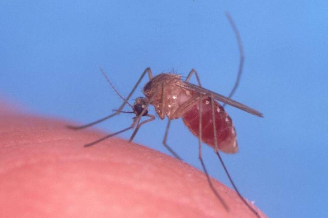 Ar viską žinote apie kraujasiurbius uodus?