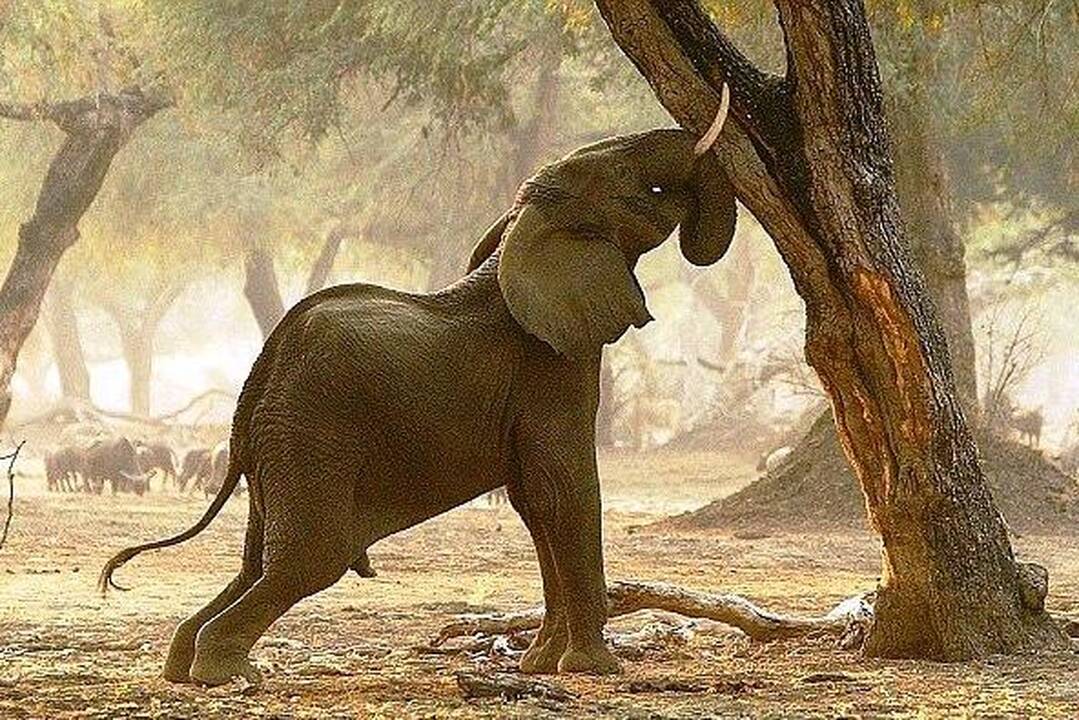 Dramblys, kuris galvoja esantis žirafa